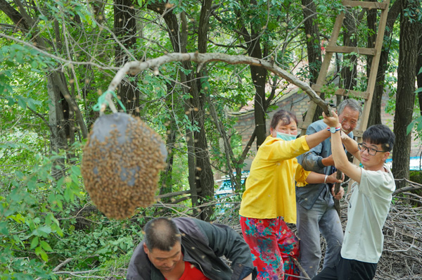 04大学生们援手村民抓捕“出逃”蜂群.jpg