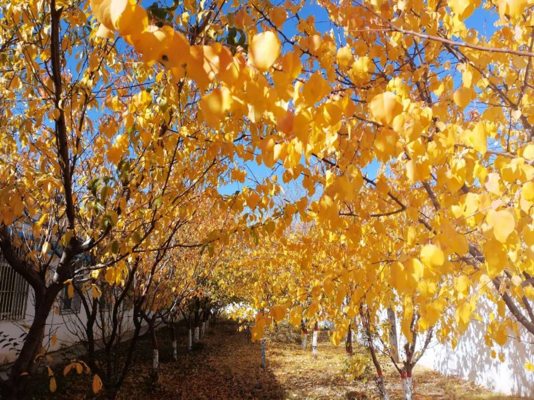 20201109094139733423